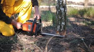 How Our Tree Care Process Works  in Bassett, VA